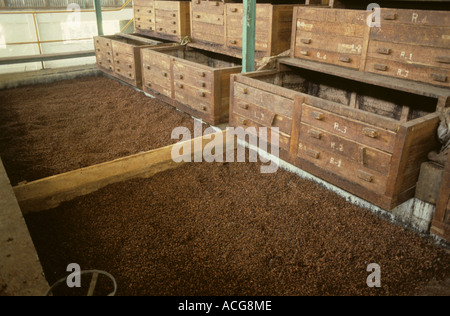 Plateau en bois pour le séchage et la fermentation des fèves de cacao dans diverses étapes de Mindanao aux Philippines Banque D'Images