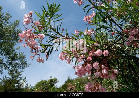 Les fleurs doubles d'un rose Nerium oleander laurier rose dans un jardin de Corse Banque D'Images
