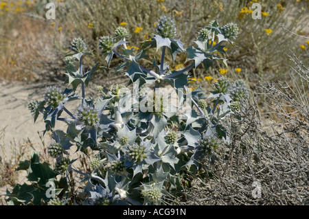 Holly mer Eryngium maritimum plantes à fleurs dans les dunes de Corse Banque D'Images