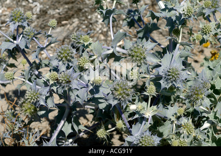 Holly mer Eryngium maritimum plantes à fleurs dans les dunes de Corse Banque D'Images