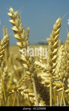 Les épis de blé mûrs contre un ciel d'été bleu Banque D'Images