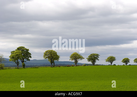 La plantation de la bordure du champ ou dans le champ des rideaux d'arbres de la frontière agricole ; - un paysage agricole du Perthshire, Écosse, Royaume-Uni Banque D'Images