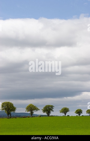 La plantation de la bordure du champ ou dans le champ des rideaux d'arbres de la frontière agricole ; - un paysage agricole du Perthshire, Écosse, Royaume-Uni Banque D'Images