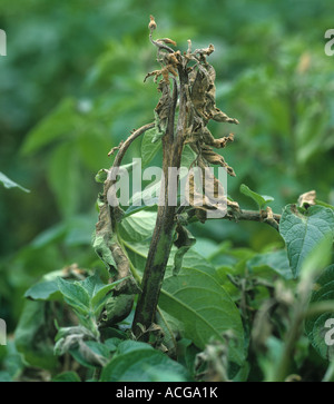 Phytophthora infestans mildiou de la pomme de terre sur les feuilles des plantes malades et l'apex Banque D'Images