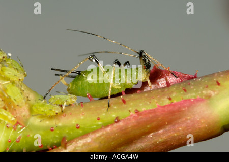 Le puceron rose Macrosiphum rosae adulte sur fleur pédoncule Banque D'Images