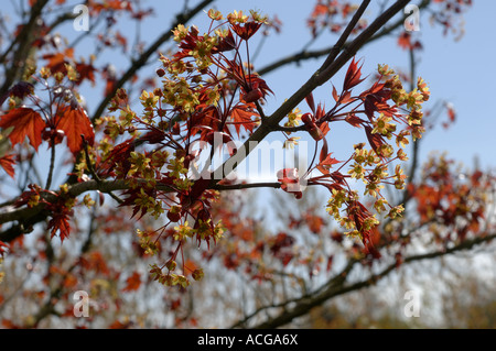 Acer platanoides Crimson King nouveau feuillage rouge foncé et des fleurs au printemps Banque D'Images