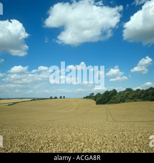 Vue sur la récolte de blé mûrs downland par un beau jour d'été Berkshire Banque D'Images
