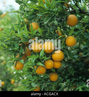 Variété de fruits orange Navelina sur l'arbre Valencia Espagne Banque D'Images