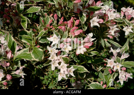 Weigela florida Variegata rose blanc fleur arbuste à feuilles panachées Banque D'Images