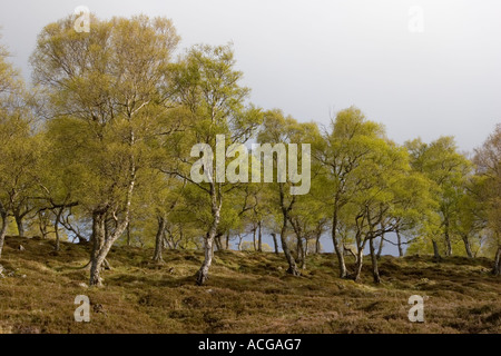 Morrone Birkwood. Silver Birch Woodland, landes de bruyère écossaise et arbres sur Mar Estate, Braemar Aberdeenshire Scotland, UK Cairngorms National Park Banque D'Images