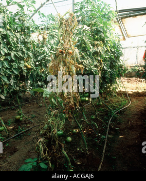 Plant de tomate morts tués par Pseudomonas corrugata nécrose moelle de tomate dans une chambre en polyéthylène Banque D'Images