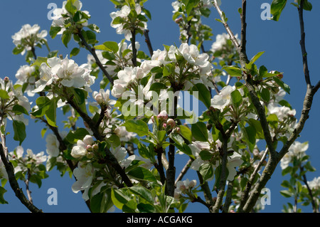 Fleurs sur une découverte apple tree against blue sky Devon Banque D'Images
