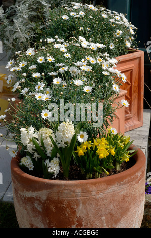 Marguerites jonquilles jacinthes tete a tete en terre cuite pots conteneurs Banque D'Images