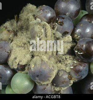 La moisissure grise Botrytis cinerea sur les raisins noirs Banque D'Images