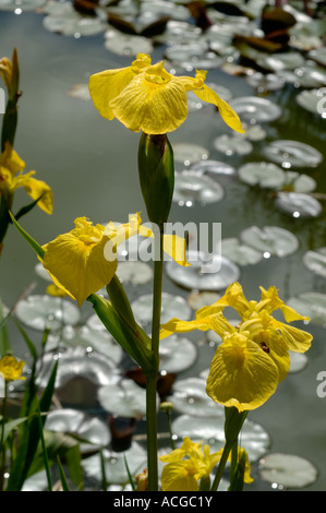 Drapeau jaune à fleurs Iris pseudocorus avec jardin et nénuphars derrière Banque D'Images