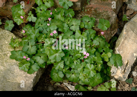 Geranium robertianum herbe robert floraison dans la masse des déchets Banque D'Images