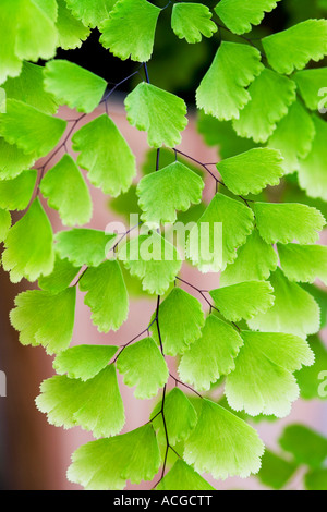 Adiantum capillus veneris. Maidenhair Fern leaves Banque D'Images