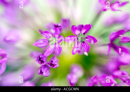 Allium hollandicum 'Purple Sensation'. L'oignon d'ornement fleur abstract Banque D'Images