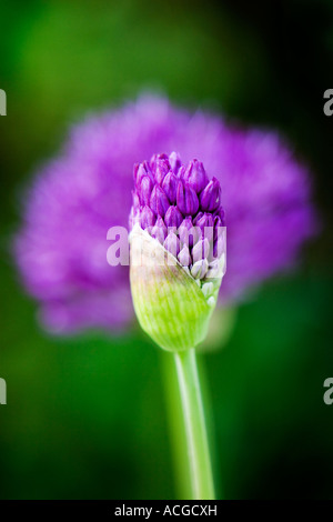 Allium hollandicum 'Purple Sensation'. Oignon ornemental sortant de fleur fleur bourgeon bourgeon d'ouverture devant un capitule complètement ouvert Banque D'Images