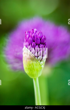 Allium hollandicum 'Purple Sensation'. Fleur d'Oignon ornemental sortant de débourrement bud en face d'un capitule complètement ouvert Banque D'Images