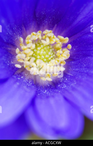 Anemone blanda fleur. Windflower Banque D'Images