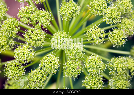 Angelica archangelica. Le Céleri sauvage fleur close up Banque D'Images