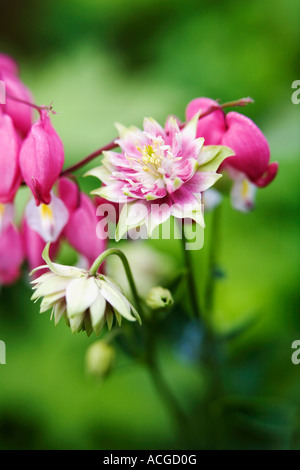 Aquilegia vulgaris 'Nora barlow' et Lamprocapnos spectabilis cœurs dans un jardin anglais Banque D'Images