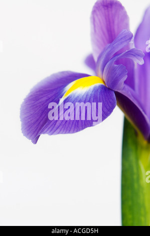 Dutch Iris. Iris hollandica 'Professeur Blaauw' pétales de fleurs sur fond blanc Banque D'Images