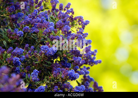 Ceanothus 'Concha'. Lilas californien 'Concha' en fleurs Banque D'Images