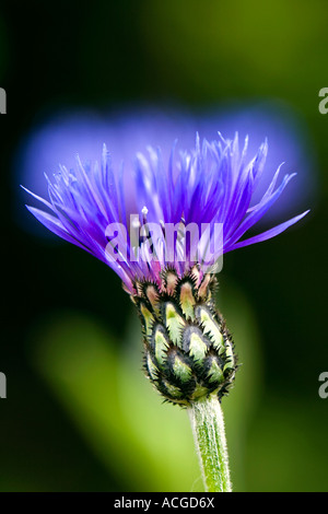 Centaurea montana. Bleuet vivace, la montagne, la centaurée bluet, centaurée de montagne dans un jardin anglais Banque D'Images