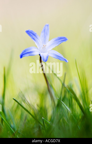 Chionodoxa géant bleu. Gloire de la neige. Chionodoxa Forbesii géante bleue dans l'herbe Banque D'Images