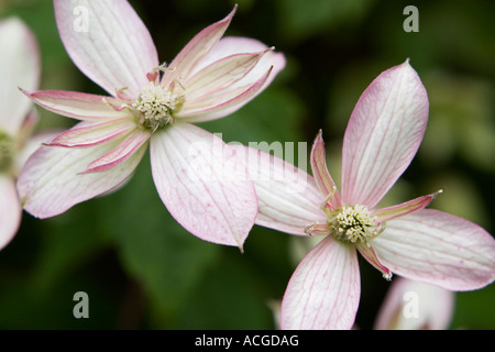 Clematis montana Marjorie fleurs. Clématites à fleurs doubles Banque D'Images