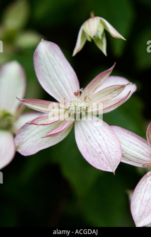 Clematis montana Marjorie fleurs. Clématites à fleurs doubles Banque D'Images