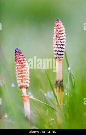 Equisetum arvense. La prêle commune. Deux tiges fertiles contre un arrière-plan flou herbacé. Amérique du pré, Cricklade, Wiltshire. UK Banque D'Images