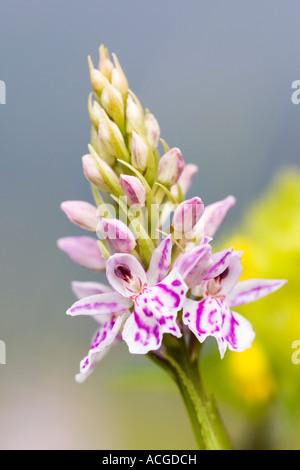Dactylorhiza fuchsii. Orchidée tachetée commun dans la campagne anglaise Banque D'Images