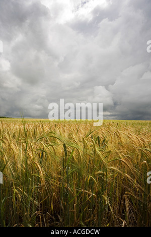 Hordeum vulgare. La maturation de l'orge dans un champ de la pluie nuages dans la campagne anglaise. L'Oxfordshire, UK Banque D'Images