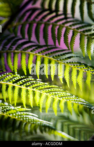 Dicksonia antarctica. Fronde de fougère arbre feuillage abstarct Banque D'Images