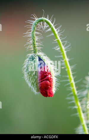 Papaver rhoeas. Domaine coquelicot sortant de son boîtier dans la campagne anglaise. UK Banque D'Images