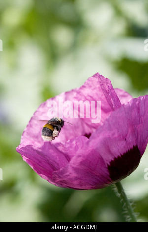 Bombus lucorum. Bumblebee planant au-dessus de Papaver somniferum pavot en un jardin de campagne anglaise Banque D'Images