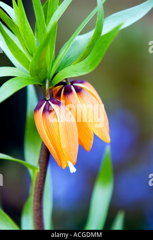 Fritillaria imperialis. Couronne impériale fleurs Banque D'Images