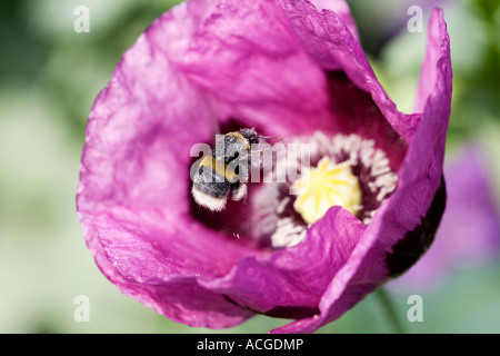 Bombus lucorum. Bumblebee planant au-dessus de Papaver somniferum pavot en un jardin de campagne anglaise Banque D'Images