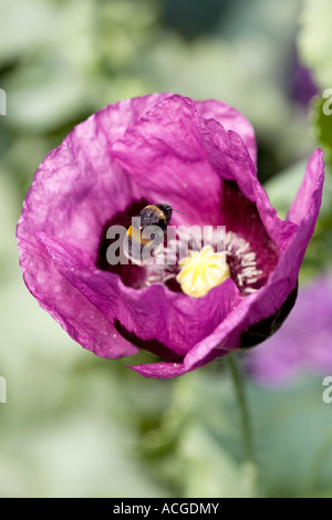 Bombus lucorum. Bumblebee planant au-dessus de Papaver somniferum pavot en un jardin de campagne anglaise Banque D'Images