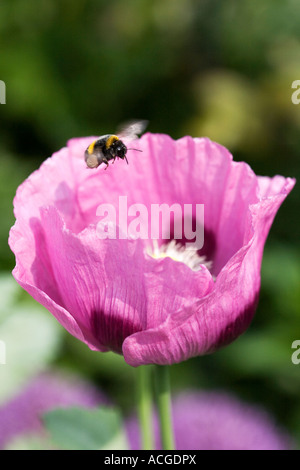 Bombus lucorum. Bumblebee planant au-dessus de Papaver somniferum pavot en un jardin de campagne anglaise Banque D'Images