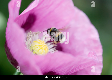 Bombus lucorum. Bumblebee planant au-dessus de Papaver somniferum pavot en un jardin de campagne anglaise Banque D'Images