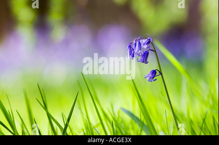 Hyacinthoides non scripta. Dans une fleur Bluebell English woodland Banque D'Images