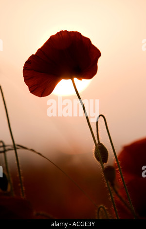 Domaine coquelicot Papaver rhoeas et bud, contre un coucher de soleil Banque D'Images