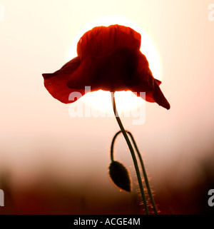 Domaine coquelicot Papaver rhoeas et bud, contre un coucher de soleil Banque D'Images