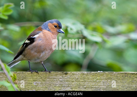 Fringilla coelebs. Chaffinch hommes assis sur une clôture en bois contre le feuillage vert brouillé Banque D'Images