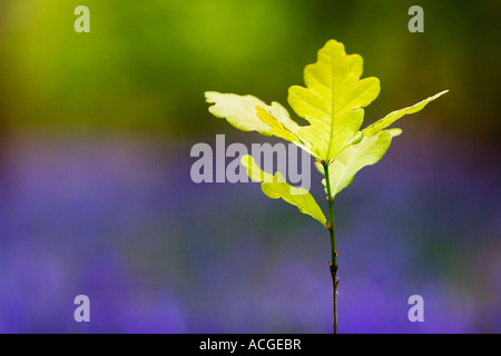 Oak tree pousse dans un bois bluebell Banque D'Images