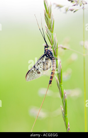 Ephemera vulgata. Éphémère sur une tige d'herbe dans une prairie de la campagne anglaise. Oxfordshire, Angleterre Banque D'Images